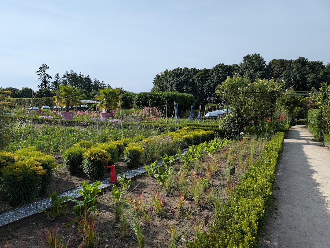 A thriving vegetable garden with a variety of plants.